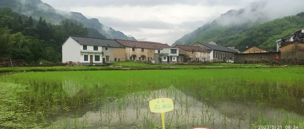 姜园乡土夏日忙 只为金秋好丰收!(●'◡'●)5月春耕春播 2023年七不姜预售预定-七不姜 生姜养生网-明德CSA生态姜园&明安农业