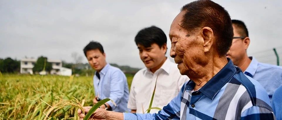 逝者|袁隆平:希望農民從土地上徹底解脫出來- 原創 周華蕾 曾鳴 南方周末 2021-5.21-七不姜 生姜養生網-明德CSA生態姜園&明安農業