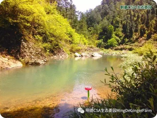 传统村落--溪港乡仁庄村（古村行013）- 秀美仙居 慈孝仁庄 明德生态姜园“七不”良心小黄姜发源地