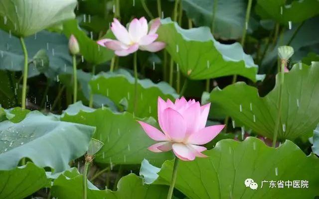 夏至养生要点，中医专家话你知