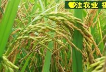 慶祝七不水稻 二級優質秈米 中浙優H7新上市-特惠五折預定,限時三天。可選1斤10斤及每月宅配送。-七不姜 生姜養生網-明德CSA生態姜園&明安農業