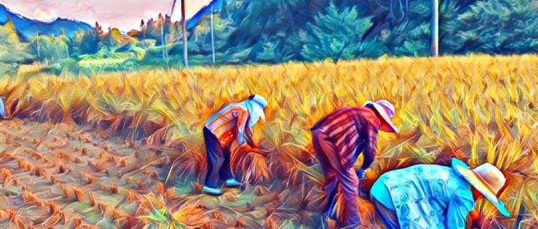 世界糧食日10月16日 特惠打包價 包郵 5斤鮮姜 +5斤 新鮮大米 自然生態安全健康 糧食-七不姜 生姜養生網-明德CSA生態姜園&明安農業