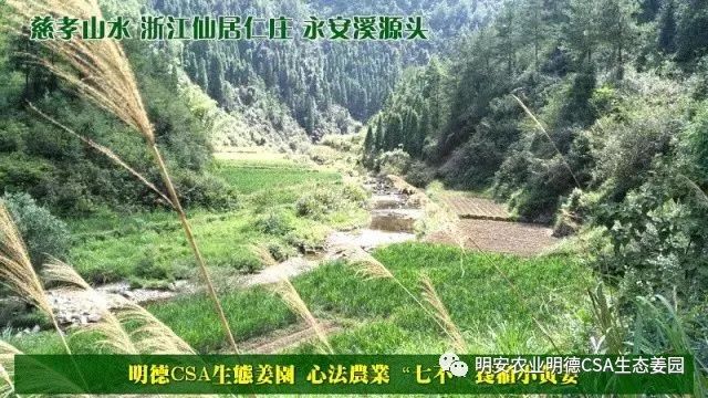 七不姜新加坡代理及浙江仙居集市 活动介绍。ヾ(●´∇｀●)ﾉ哇～招募分销代理诚招心法农业七不姜网络分销代理；