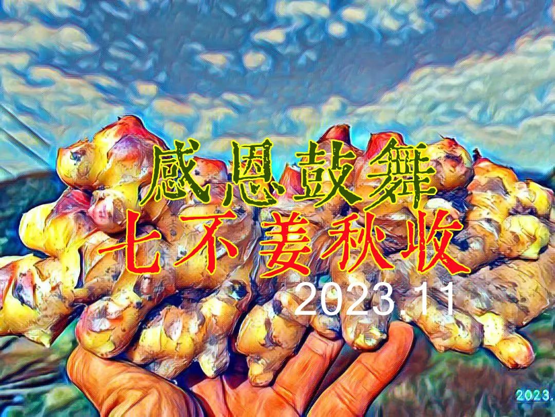 2023年12月 优惠“卷”送给您收下。 庆祝七不姜秋收圆满！ 浙江仙居 七不小黄姜 干姜片 姜粉新上市！꒰^ↀωↀ^꒱