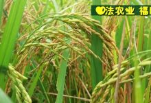 七不紅米水稻9月11日上市現貨銷售-新米限時特惠 家庭大米專場:紅米/糯米/ 黑米/泰兩優217/中浙優H7 品種多質量優-七不姜 生姜養生網-明德CSA生態姜園&明安農業