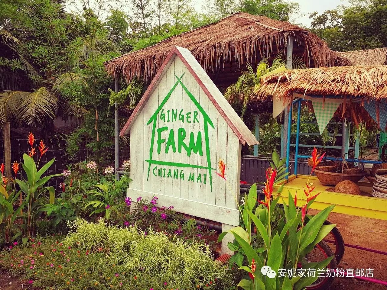 【清迈】GINGER FARM里的泰国农家乐，可以举办生日趴体，10月份假期日托班信息在贴底