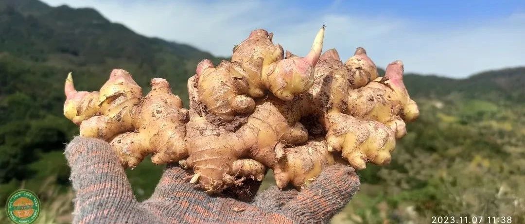 慶祝七不姜秋收! 浙江仙居 七不小黃姜 鮮姜 新上市!掃描入群領取 雙11特享 七不姜 群友 優惠券11元-七不姜 生姜養生網-明德CSA生態姜園&明安農業