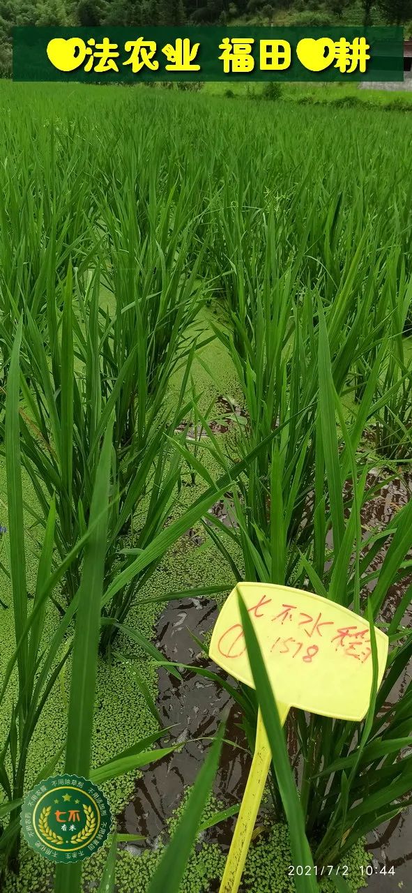 庆祝七不水稻 二级优质籼米 中浙优H7新上市-特惠五折预定，限时三天。可选1斤10斤及每月宅配送。