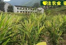 2022年七不姜秋收 明安農業告動物蟲鳥書:尊敬的諸位動物蟲鳥先生小姐們,七不小黃姜寶貝們-七不姜 生姜養生網-明德CSA生態姜園&明安農業